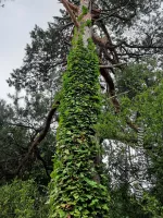 Tenella plas Oostvoorne (5jul2026)        